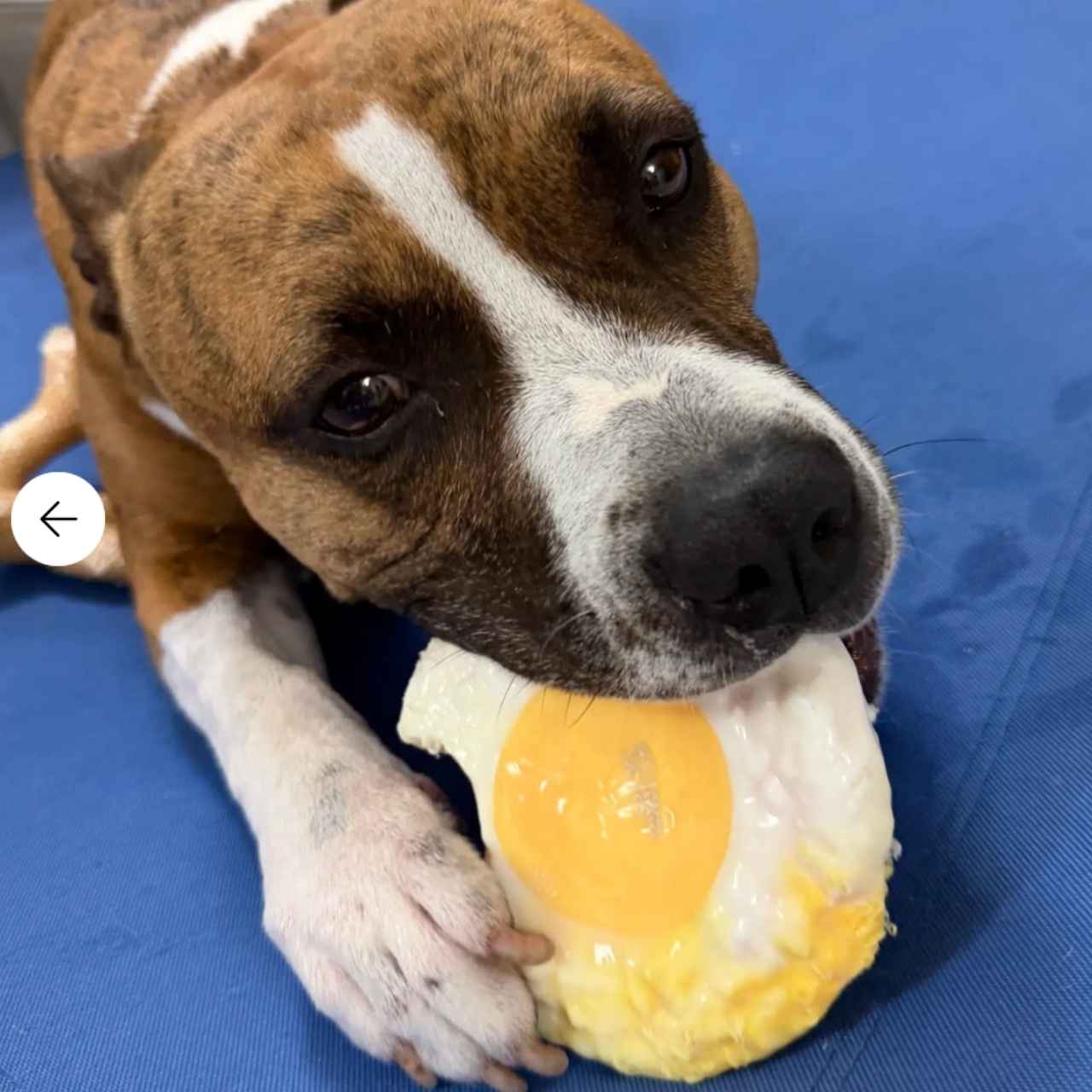 Egg-Zilla - Extreme Chew Toy - Image 2